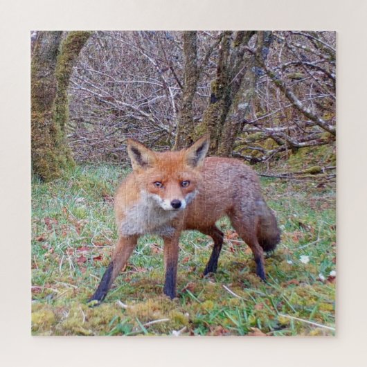 かわいい赤い狐の冬の野生動物写真 森林 ジグソーパズル (縦)