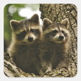 かわいい赤ちゃんアライグマ写真 スクエアシール