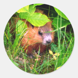 かわいい赤ちゃんグラウンドホッグウッドチャック ラウンドシール