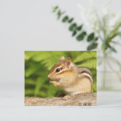 かわいい赤ちゃんチリスがおやつを食べている ポストカード (スタンド正面)