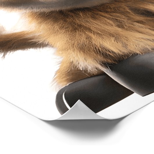 かわいい赤ちゃんハイランド牛のポスター印刷 ポスター (角)