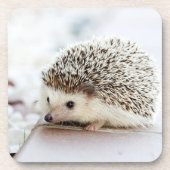 かわいい赤ちゃんハリネズミの写真 コースター (正面)