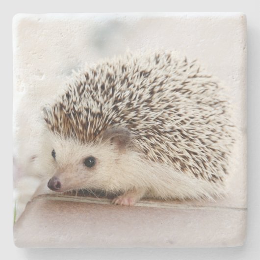 かわいい赤ちゃんハリネズミの写真 ストーンコースター (正面)
