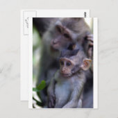 かわいい赤ちゃんマカクサル ポストカード (正面/裏面)