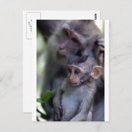 かわいい赤ちゃんマカクサル ポストカード (正面/裏面)