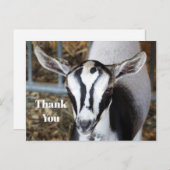 かわいい赤ちゃんヤギの写真ありがとう ポストカード (正面/裏面)