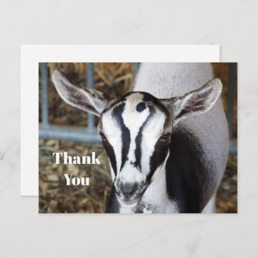 かわいい赤ちゃんヤギの写真ありがとう ポストカード (正面/裏面)