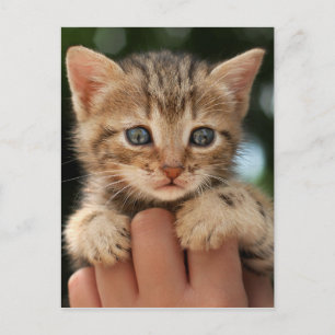 かわいい赤ちゃん子猫 ポストカード