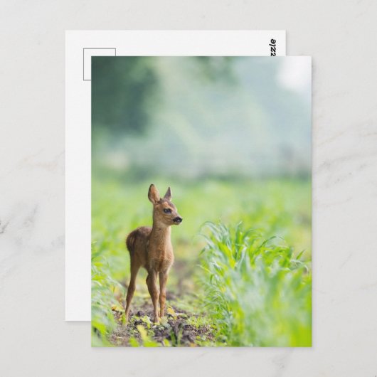 かわいい赤ちゃん鹿の子が草原で自然を背景にした写真 ポストカード (正面/裏面)