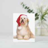 かわいい赤みがかったクリスマス座ってハバナの子犬 シーズンポストカード (スタンド正面)