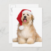 かわいい赤みがかったクリスマス座ってハバナの子犬 シーズンポストカード (正面/裏面)