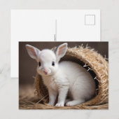 かわいい赤ん坊の動物，ポストクロッシング ポストカード (正面/裏面)