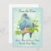 かわいい赤ん坊の熱帯結婚オウムの鳥のカップル 案内ポストカード (正面/裏面)