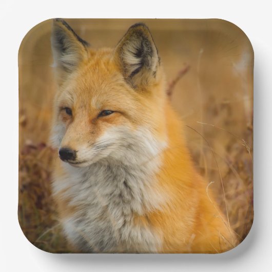 かわいい赤キツネワイルダネス自然写真 ペーパープレート (正面)