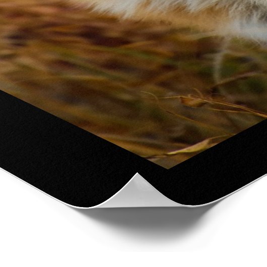 かわいい赤キツネワイルダネス自然写真 ポスター (角)