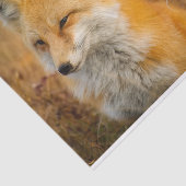 かわいい赤キツネワイルダネス自然写真 薄葉紙 (詳細)