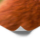 かわいい赤パンダ ポスター (角)