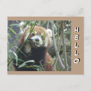 かわいい赤パンダHELLOポストカード ポストカード