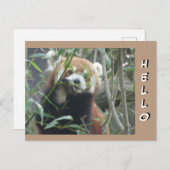 かわいい赤パンダHELLOポストカード ポストカード (正面/裏面)