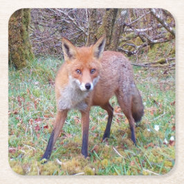 かわいい赤狐がこちらを凝視 森の野生動物 スクエアペーパーコースター