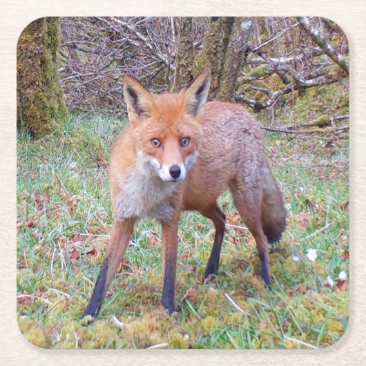 かわいい赤狐がこちらを凝視 森の野生動物  スクエアペーパーコースター (正面)
