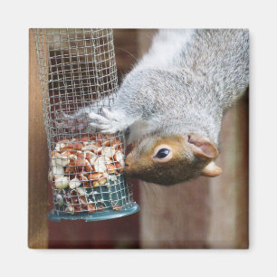 かわいい野生のリス(英国) マグネット
