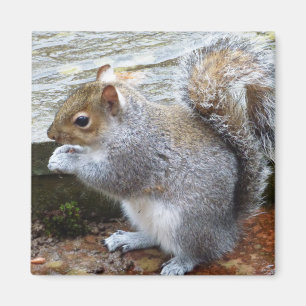 かわいい野生のリス(英国) マグネット