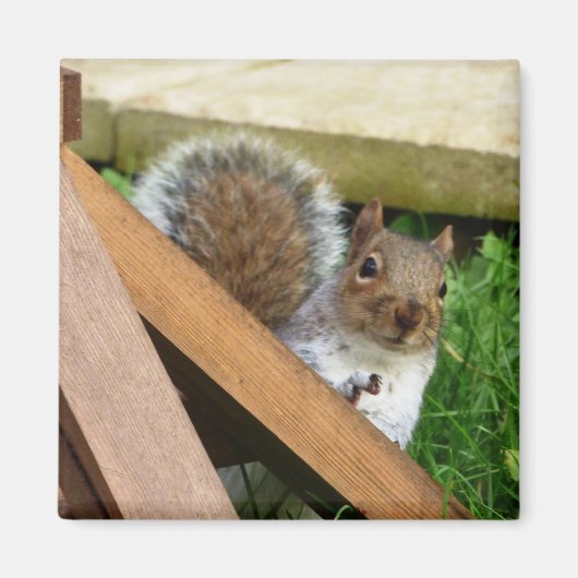 かわいい野生のリス（英国） マグネット (正面)