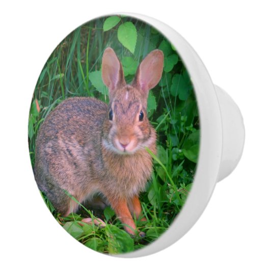 かわいい野生の茶色のウサギの野生動物 セラミックノブ (右)