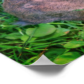 かわいい野生の茶色のウサギの野生動物 ポスター (角)