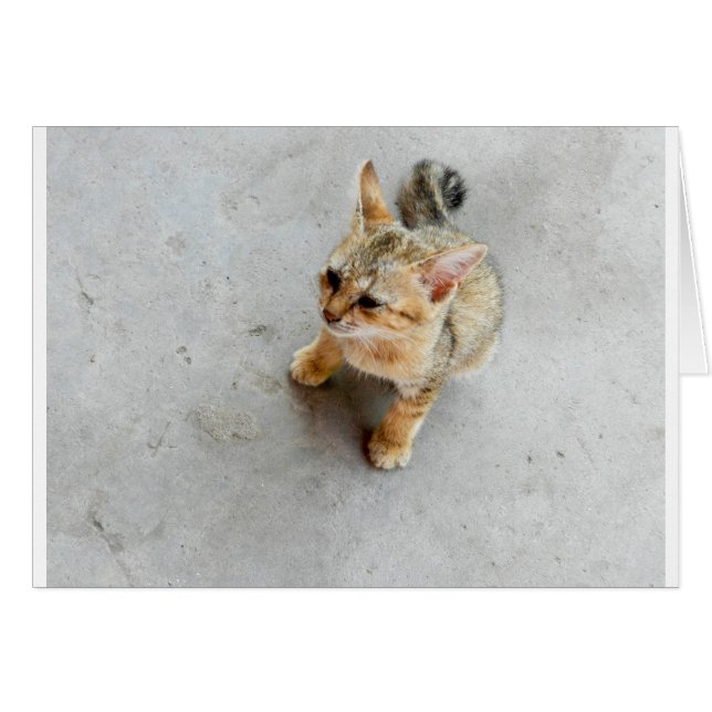 かわいい野良猫の子猫 (正面横)