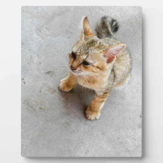 かわいい野良猫の子猫 フォトプラーク (正面)