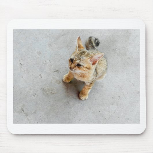 かわいい野良猫の子猫 マウスパッド (正面)