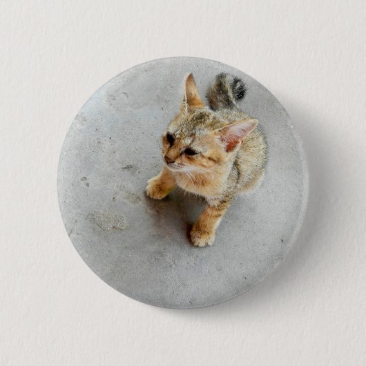 かわいい野良猫の子猫 缶バッジ (正面)