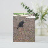 かわいい野良黒猫 ポストカード (スタンド正面)