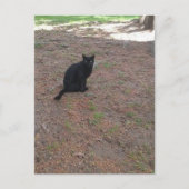 かわいい野良黒猫 ポストカード (正面)