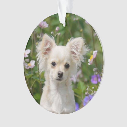 かわいい長い髪のクリーム色のチワワ犬の子犬の写真 オーナメント (正面)