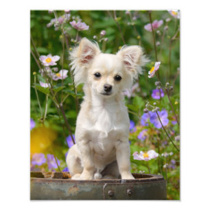 かわいい長い髪のチワワ犬の子犬- Paperprint フォトプリント