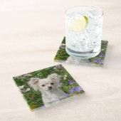 かわいい長髪のクリーム色のチワワ犬の子犬ペット写真 ガラスコースター (アングル)