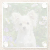 かわいい長髪のクリーム色のチワワ犬の子犬ペット写真 ガラスコースター (裏面)