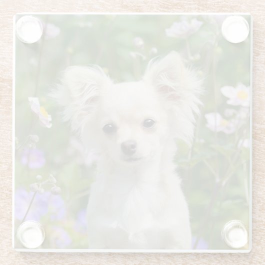 かわいい長髪のクリーム色のチワワ犬の子犬ペット写真 ガラスコースター (裏面)