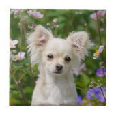 かわいい長髪のクリーム色のチワワ犬の子犬ペット写真 タイル (正面)