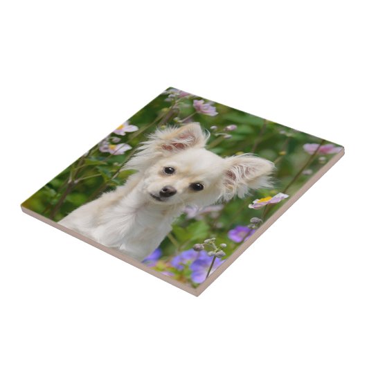 かわいい長髪のクリーム色のチワワ犬の子犬ペット写真 タイル (側面)