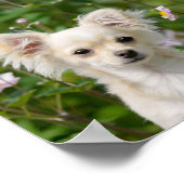 かわいい長髪クリームChihuahua Dog Puppy写真 – ポスター (角)