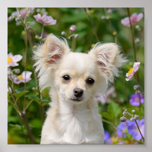 かわいい長髪クリームChihuahua Dog Puppy写真 – ポスター (正面)