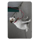 かわいい雑種犬 マグネット (縦)