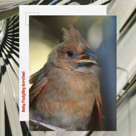 かわいい雛鳥のカーディナル 野生動物の写真 ポストカード
