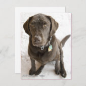 かわいい雪チョコレートラボの写真 ポストカード (正面/裏面)