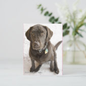 かわいい雪チョコレートラボの写真 ポストカード (スタンド正面)