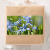 かわいい青いシラの花 ラベル (インサイチュ)